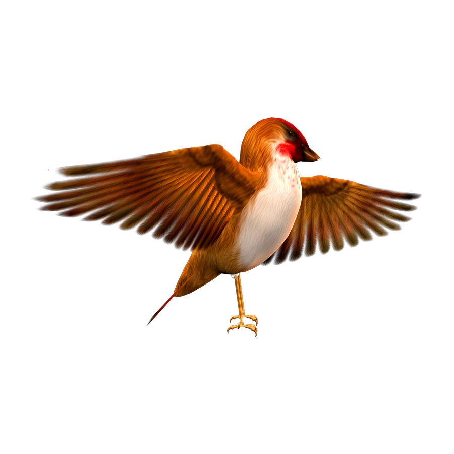 House Finch Transparent Picture