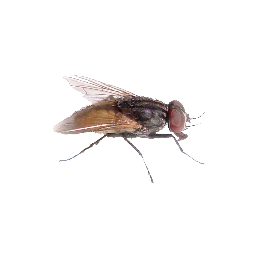 Housefly Transparent Picture