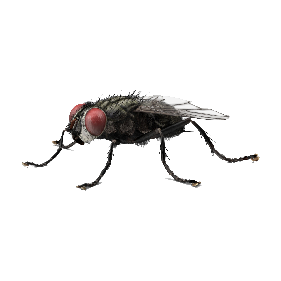 Housefly Transparent Clipart