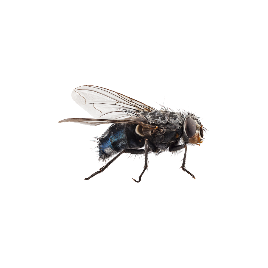 Housefly Transparent Gallery