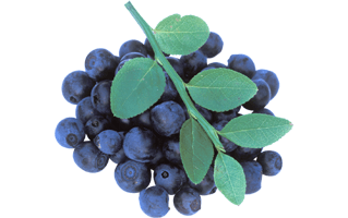 Huckleberry PNG