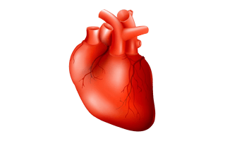 Human Heart PNG