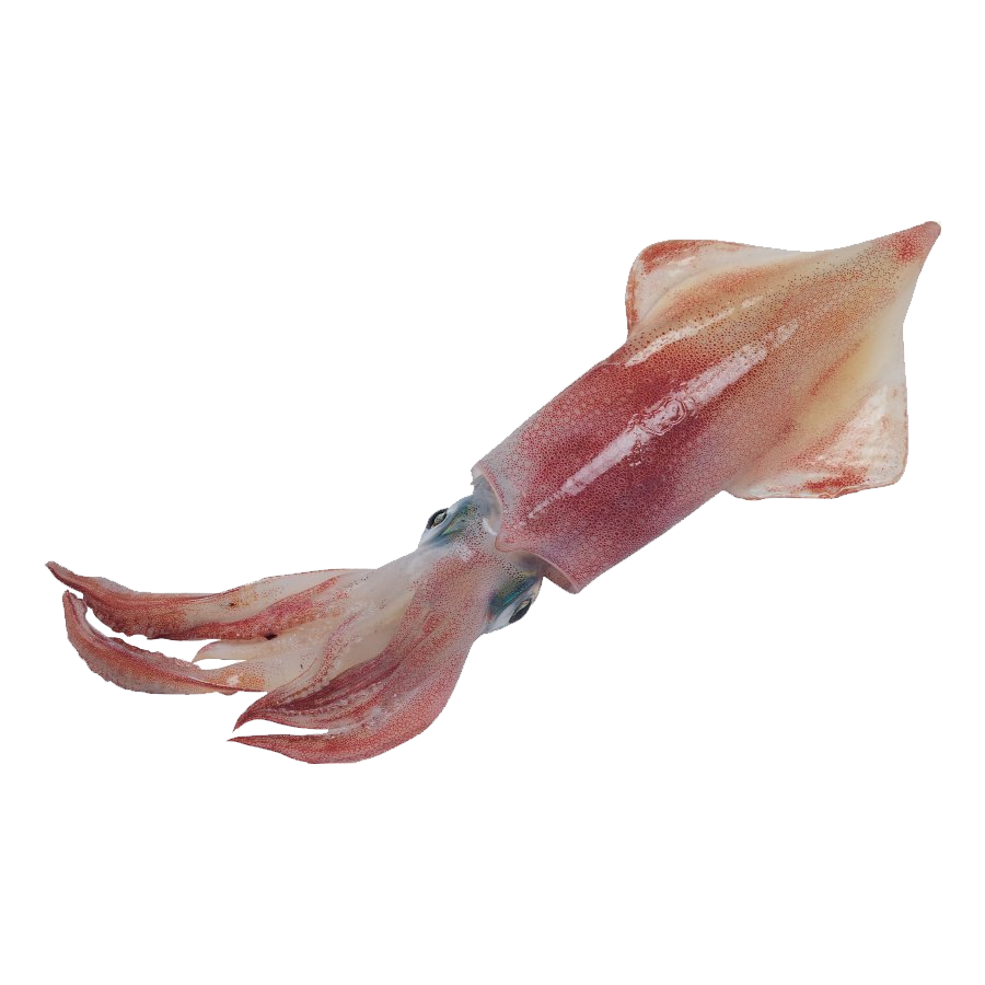 Humboldt Squid Transparent Clipart