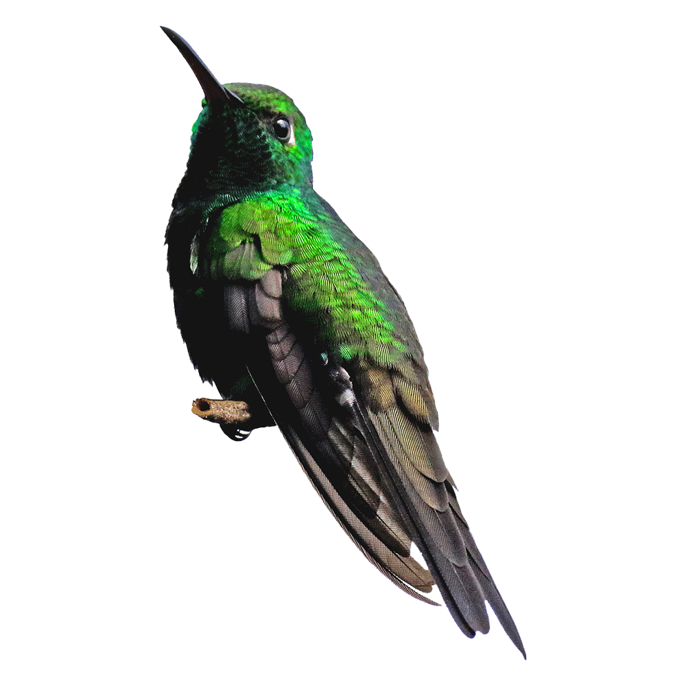 Hummingbirds Transparent Image