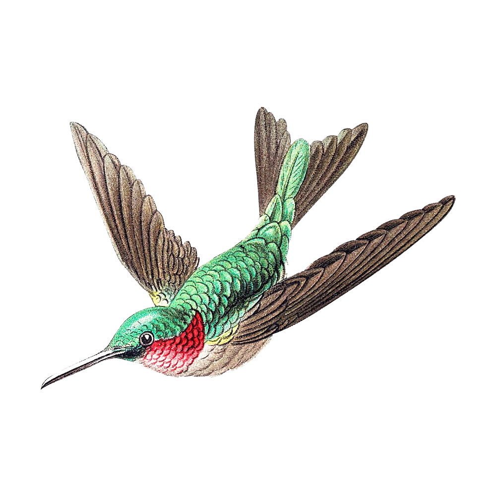 Hummingbirds Transparent Photo