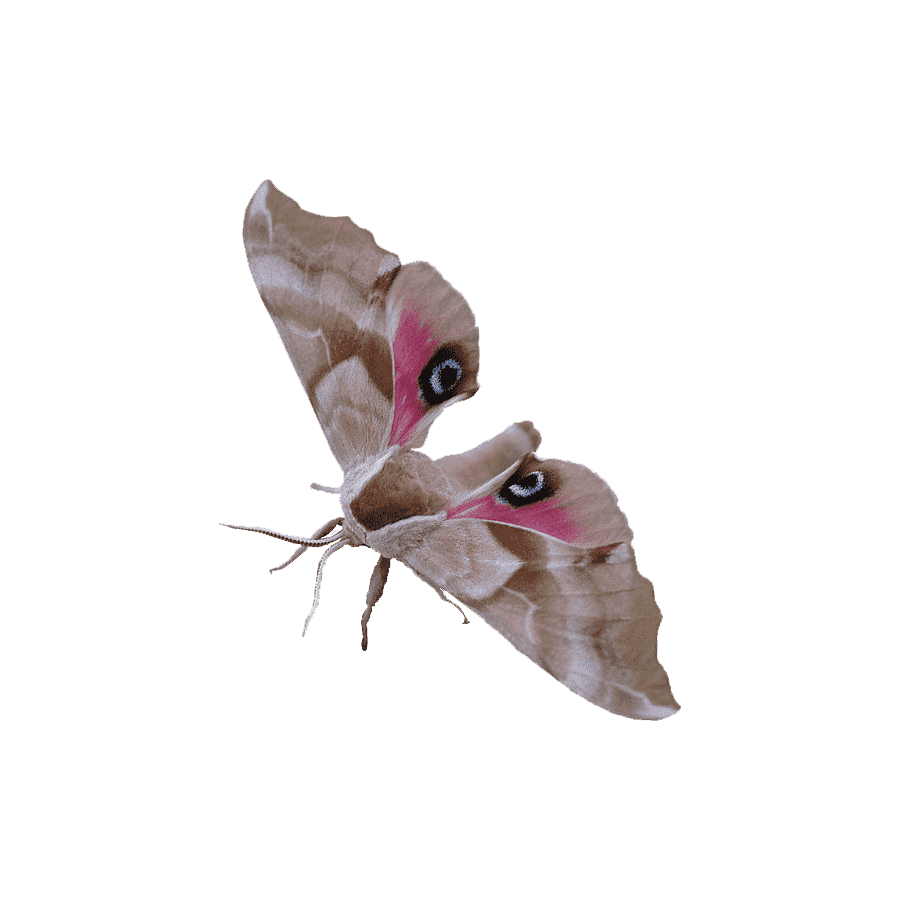 Hummingird Hawk Moth Transparent Photo