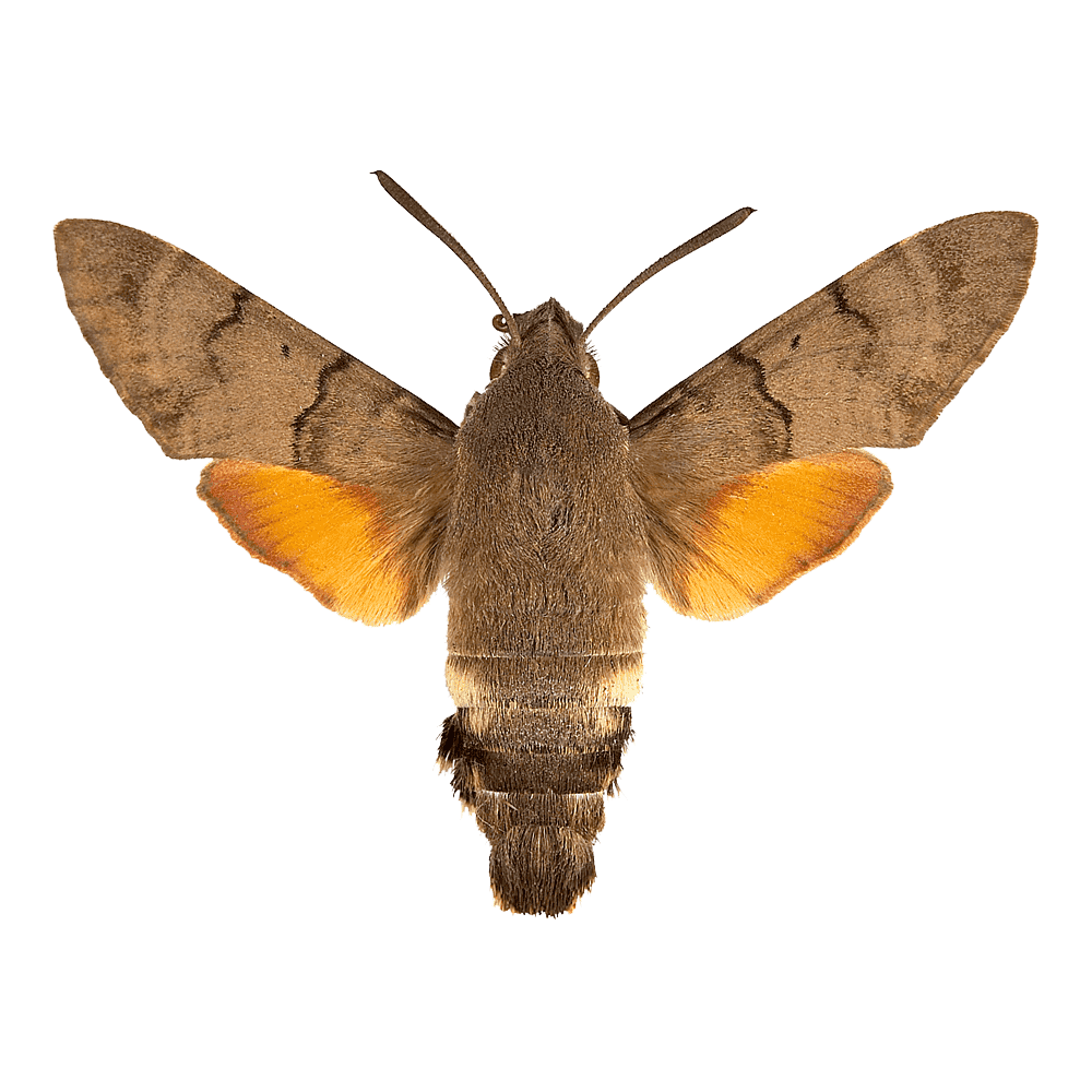Hummingird Hawk Moth Transparent Picture