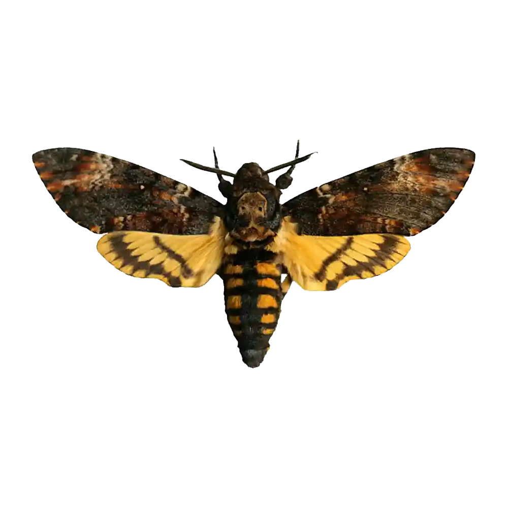 Hummingird Hawk Moth Transparent Gallery