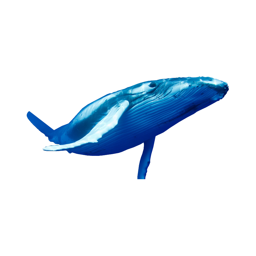 Humpback Whale Transparent Image
