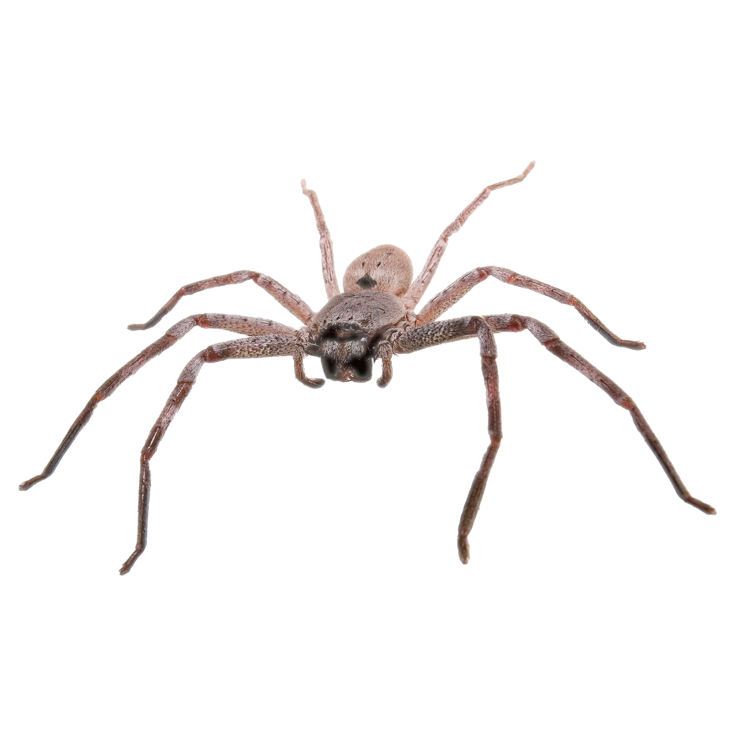 Huntsman Spider Transparent Photo