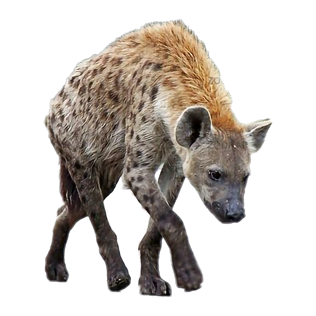 Hyena Transparent Image