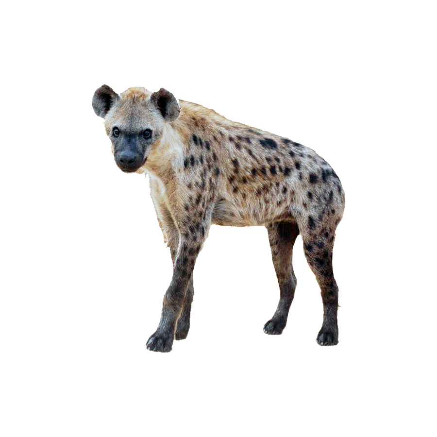 Hyena Transparent Picture