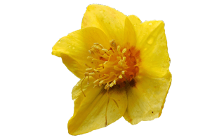 Hypericum PNG