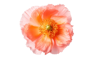 Iceland Poppy PNG