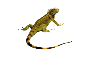 Iguana PNG