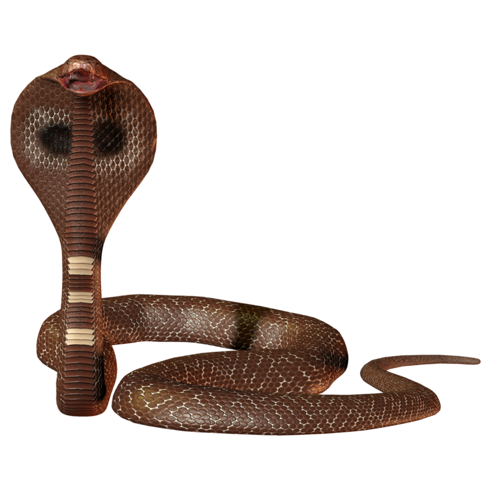 Indian Cobra Transparent Image