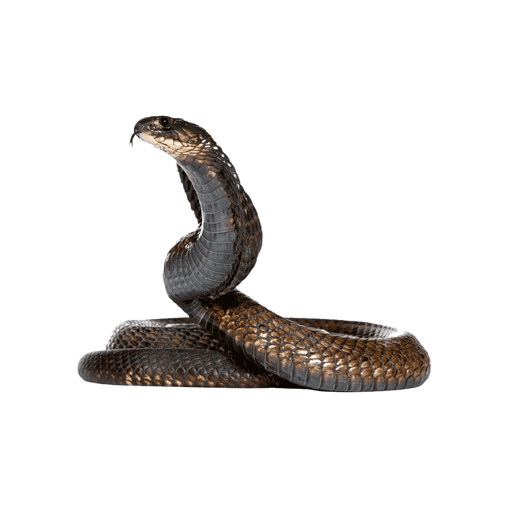 Indian Cobra Transparent Clipart