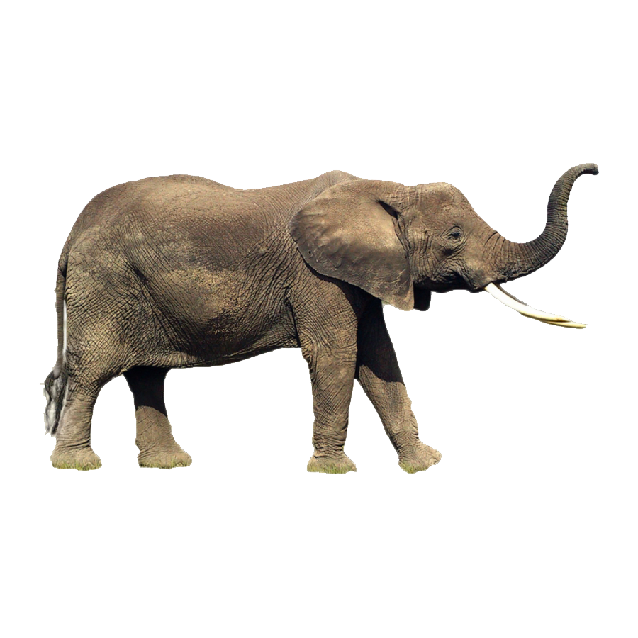 Indian Elephant Transparent Image