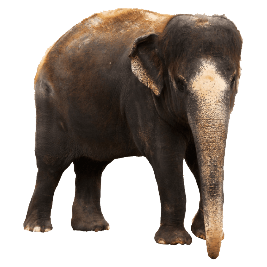 Indian Elephant Transparent Photo
