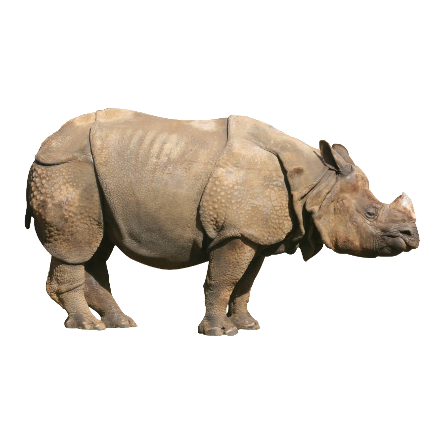 Indian Rhinoceros Transparent Image