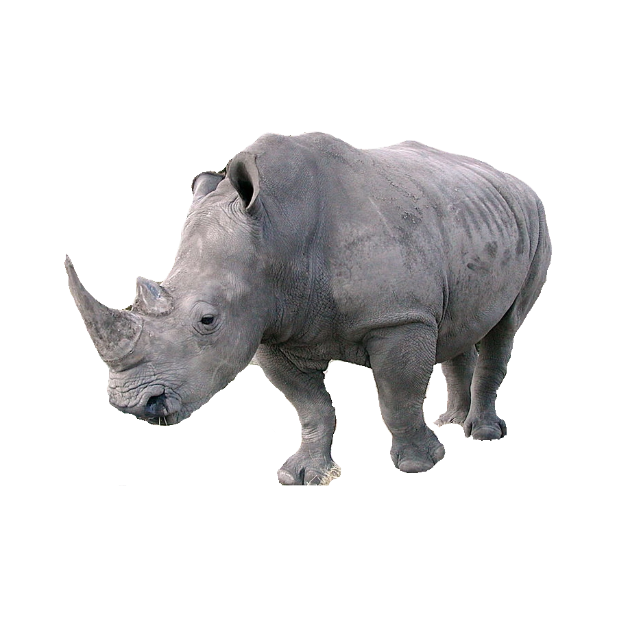 Indian Rhinoceros Transparent Picture
