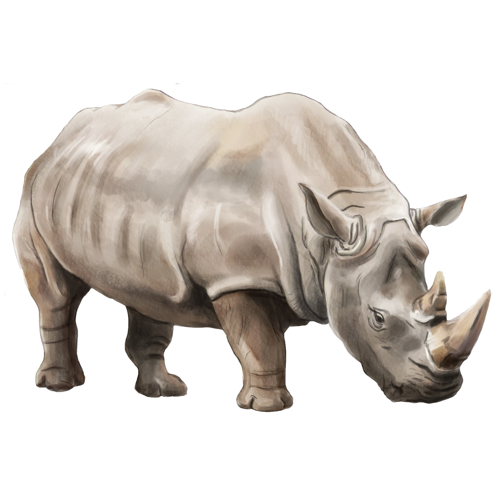 Indian Rhinoceros Transparent Gallery