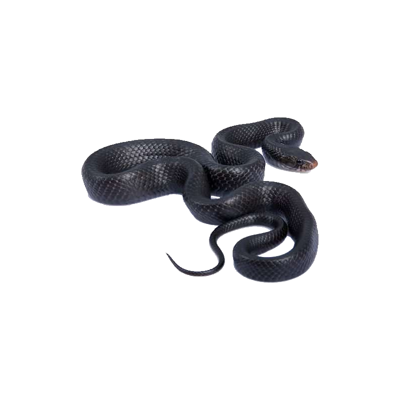 Indigo Snake Transparent Picture