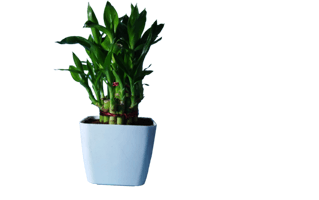 Indoor Gardening PNG