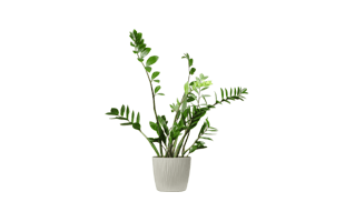 Indoor Plant PNG