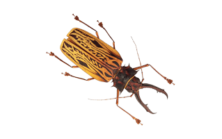 Insect PNG