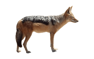 Jackal PNG