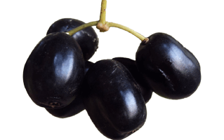 Jamun Java Plum PNG