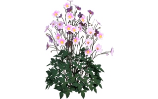 Japanese Anemone