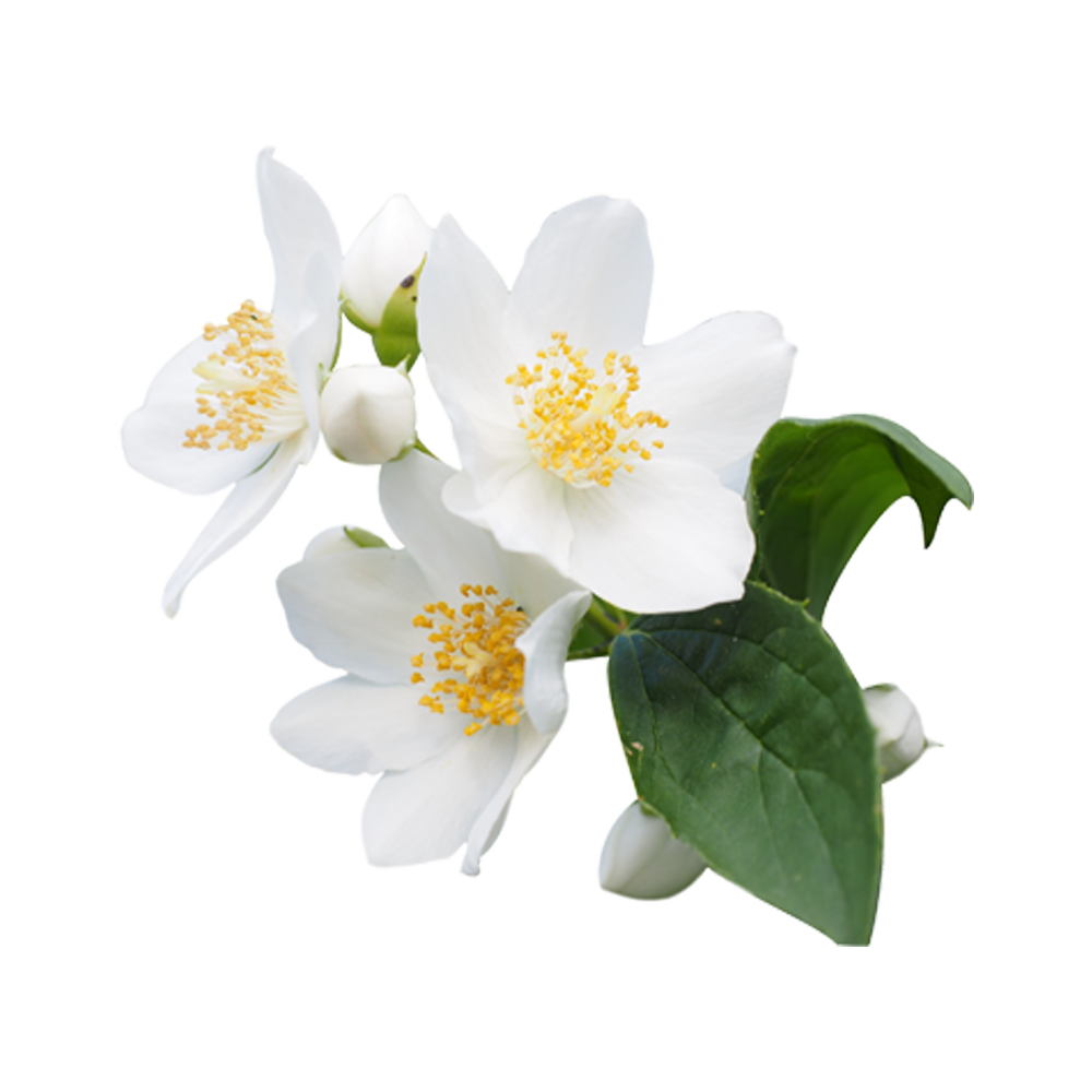 Jasmine Flower Transparent Image