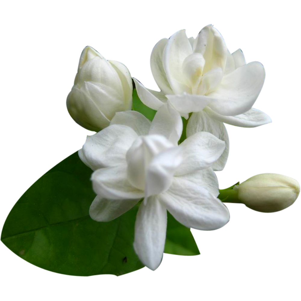 Jasmine Flower Transparent Photo