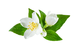 Jasmine Flower PNG