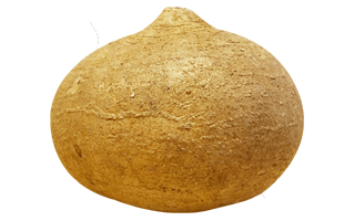 Jicama PNG