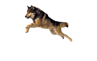 Jumping Dog PNG