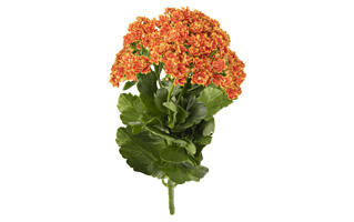 Kalanchoe Plant PNG
