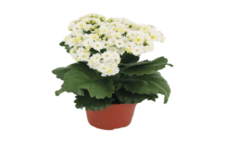 Kalanchoe PNG