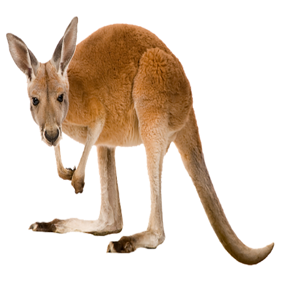 Kangaroo Transparent Photo