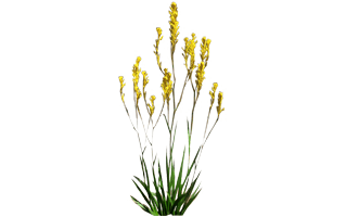 Kangaroo Paw PNG