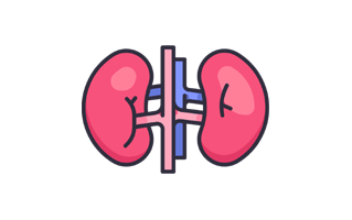 Kidneys Free Sticker PNG