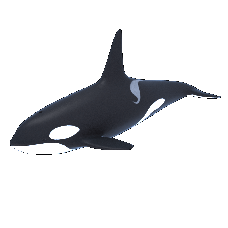 Killer Whale Transparent Image