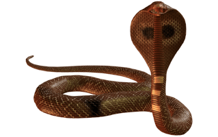 King Cobra PNG