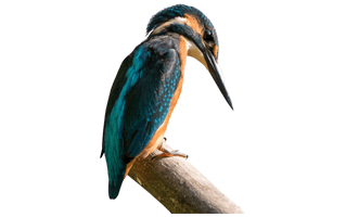 Kingfisher PNG