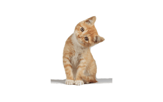 Kitten PNG