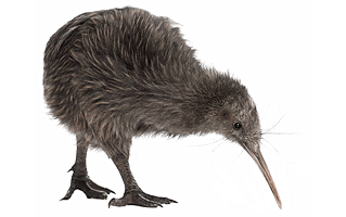 Kiwi Bird PNG
