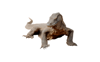 Komodo Dragon PNG