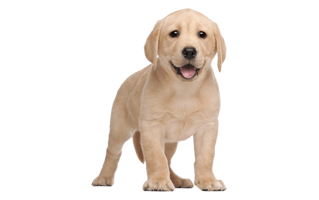 Labrador Retriever Puppy PNG